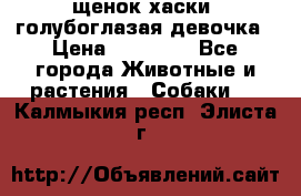 щенок хаски  голубоглазая девочка › Цена ­ 12 000 - Все города Животные и растения » Собаки   . Калмыкия респ.,Элиста г.